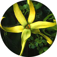 ylang